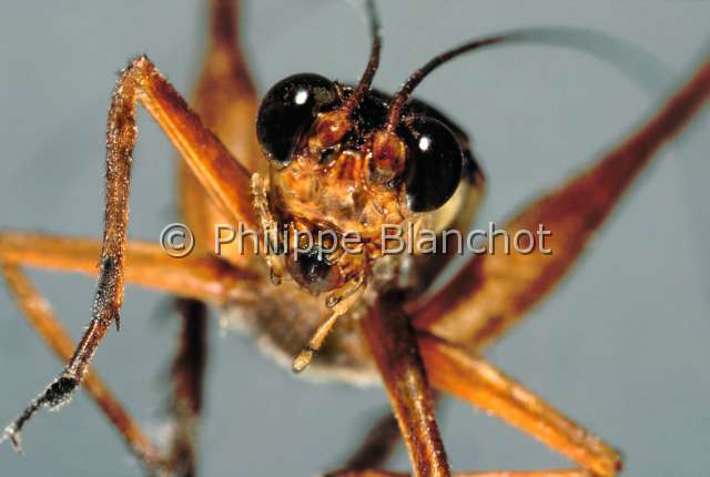 Nisitrus vittatus.JPG - in "Portraits d'insectes" ed. SeuilNisitrus vittatusGrillonCricketOrthopteraGryllidaeMalaisie